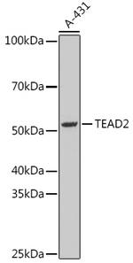 TEAD2 Antibody in Western Blot (WB)