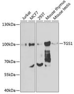 PIMT Antibody in Western Blot (WB)