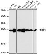 TMED9 Antibody in Western Blot (WB)