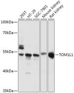 TOM1L1 Antibody in Western Blot (WB)