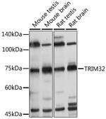 TRIM32 Antibody in Western Blot (WB)