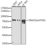 TRMT2A Antibody in Western Blot (WB)