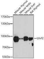 UHRF2 Antibody in Western Blot (WB)