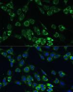 USP46 Antibody in Immunocytochemistry (ICC/IF)