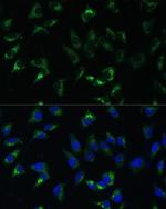 USP46 Antibody in Immunocytochemistry (ICC/IF)