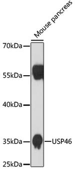 USP46 Antibody in Western Blot (WB)