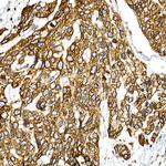 VAPB Antibody in Immunohistochemistry (Paraffin) (IHC (P))