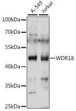 WDR18 Antibody in Western Blot (WB)