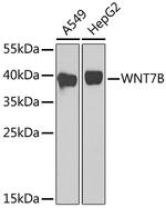 WNT7B Antibody in Western Blot (WB)