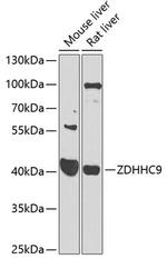 ZDHHC9 Antibody in Western Blot (WB)