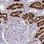 ACE2 Antibody in Immunohistochemistry (Paraffin) (IHC (P))