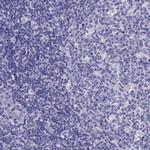 ACE2 Antibody in Immunohistochemistry (Paraffin) (IHC (P))