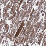 TRMU Antibody in Immunohistochemistry (Paraffin) (IHC (P))