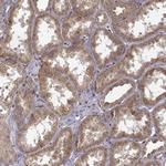 TRMU Antibody in Immunohistochemistry (Paraffin) (IHC (P))