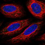 CD14 Antibody in Immunocytochemistry (ICC/IF)