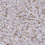 CD14 Antibody in Immunohistochemistry (Paraffin) (IHC (P))