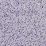 CD14 Antibody in Immunohistochemistry (Paraffin) (IHC (P))