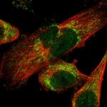 LONP1 Antibody in Immunocytochemistry (ICC/IF)