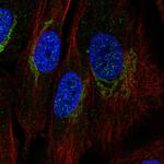 COX1 Antibody in Immunocytochemistry (ICC/IF)