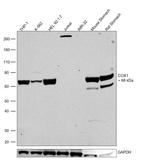 COX1 Antibody in Western Blot (WB)