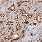 Complement C3 Antibody in Immunohistochemistry (Paraffin) (IHC (P))