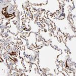 Complement C3 Antibody in Immunohistochemistry (Paraffin) (IHC (P))