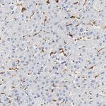 IL-18 Antibody in Immunohistochemistry (Paraffin) (IHC (P))