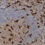 IL-18 Antibody in Immunohistochemistry (Paraffin) (IHC (P))