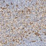 IL-18 Antibody in Immunohistochemistry (Paraffin) (IHC (P))