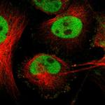 Fra2 Antibody in Immunocytochemistry (ICC/IF)