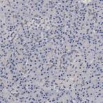 Fra2 Antibody in Immunohistochemistry (Paraffin) (IHC (P))