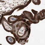 TFPI Antibody in Immunohistochemistry (Paraffin) (IHC (P))