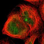 TRIM25 Antibody in Immunocytochemistry (ICC/IF)