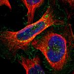 RAI3 Antibody in Immunocytochemistry (ICC/IF)