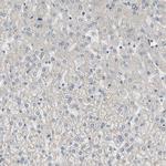 DPP8 Antibody in Immunohistochemistry (Paraffin) (IHC (P))