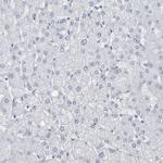 PYY Antibody in Immunohistochemistry (Paraffin) (IHC (P))