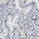 PYY Antibody in Immunohistochemistry (Paraffin) (IHC (P))