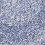 PYY Antibody in Immunohistochemistry (Paraffin) (IHC (P))