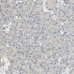 DKK3 Antibody in Immunohistochemistry (Paraffin) (IHC (P))