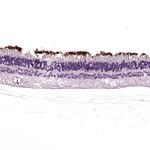 Rhodopsin Antibody in Immunohistochemistry (Paraffin) (IHC (P))