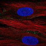 SLC13A3 Antibody in Immunocytochemistry (ICC/IF)