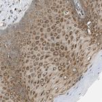 CD100 Antibody in Immunohistochemistry (Paraffin) (IHC (P))