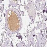 Afamin Antibody in Immunohistochemistry (Paraffin) (IHC (P))