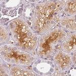 Afamin Antibody in Immunohistochemistry (Paraffin) (IHC (P))