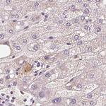 Afamin Antibody in Immunohistochemistry (Paraffin) (IHC (P))