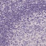 Afamin Antibody in Immunohistochemistry (Paraffin) (IHC (P))