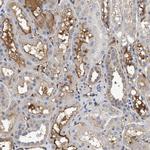 Complement C3 Antibody in Immunohistochemistry (Paraffin) (IHC (P))