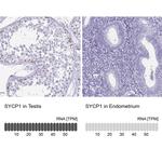 SCP1 Antibody in Immunohistochemistry (Paraffin) (IHC (P))