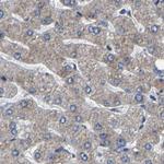 RCAS1 Antibody in Immunohistochemistry (Paraffin) (IHC (P))