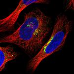 PIST Antibody in Immunocytochemistry (ICC/IF)